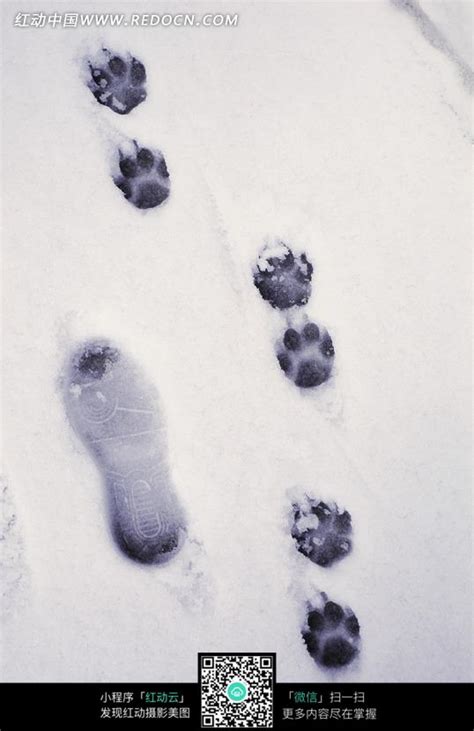 雪地里的脚印图片素材图片免费下载_红动中国