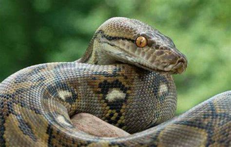 花条蛇-贺兰山野生动物-图片