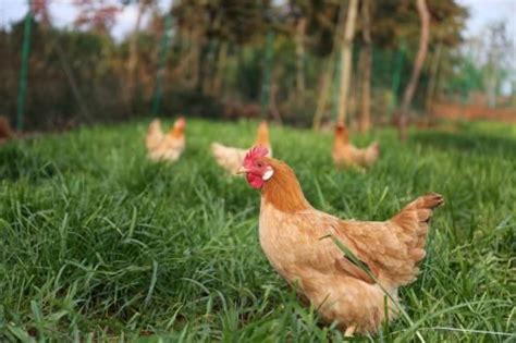 【养殖户如何给鸡喂水，才能达到最佳的效果?| 为了保证养殖鸡的健康成长】_傻大方