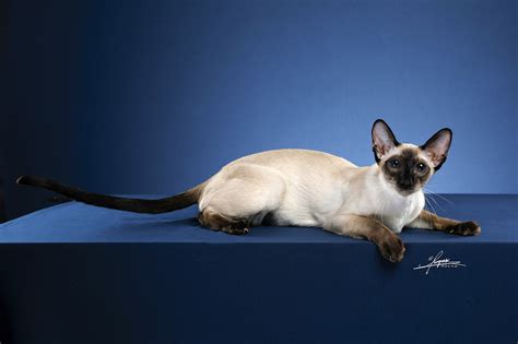 新手养猫暹罗猫英短和美短哪种猫更适合呢？ - 知乎