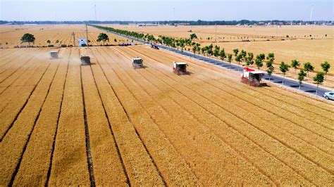 安徽肥西：万亩小麦收割忙【组图】_中安在线