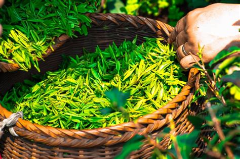 2022年中国茶叶产业发展趋势：行业品类细分化，形成多品牌共同发展格局 随着市场竞争的激化，茶品市场入局者开始探索行业品类细分化的市场需求 ...