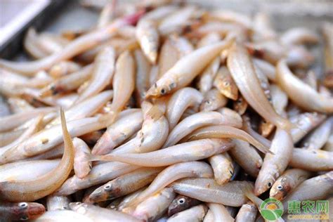 沙丁鱼是一种在鱼贩中很容易找到的鱼高清图片下载-正版图片506579560-摄图网