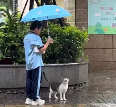 郑州爱心人士建立猫咪救助站 为生病受伤流浪猫安家_手机新浪网