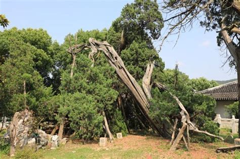 九搂十八杈跨越千年沧桑，古柏“寿星”今天依旧“年青”_文化创意_首都之窗_北京市人民政府门户网站