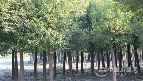 上海可以种的树,上海路边种的什么树,上海适合种哪些果树_大山谷图库