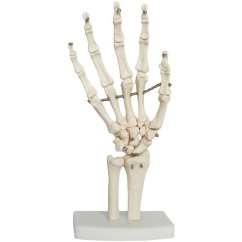 人体手骨模型手腕关节手部解剖手掌骨骼结构韧带活动医学教学模具_虎窝淘