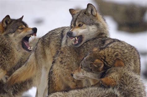 狼会信任人类吗？狼王不在，看狼群对养狼人的态度，你就明白了！【往】