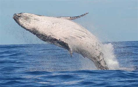 【鲸】鲸鱼的十大习性及本领_蓝鲸