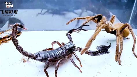 蝎子和狼蛛为了争夺猎物 打了起来 谁会赢？
