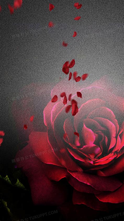 血玫瑰花图片