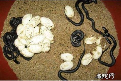 蛇蛋孵化过程变化图_蛇蛋_毒蛇网
