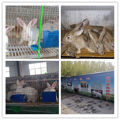 哪里有卖肉兔 白色肉兔养殖 南宁兔子养殖场-阿里巴巴