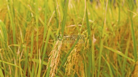 秋收秋天农作物水稻熟了特写摄影图配图高清摄影大图-千库网
