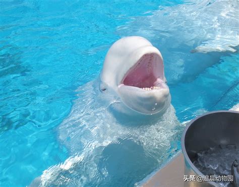 动物竟也是看脸的！白鲸浮出水面露出完美腹肌，雌性白鲸为之疯狂