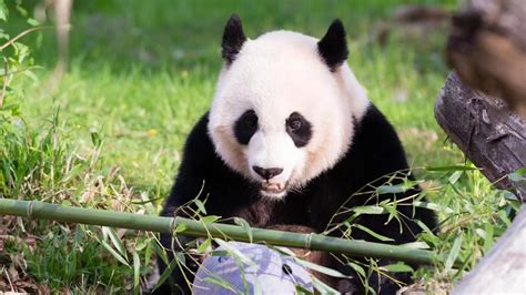 旅美大熊猫美香、添添、小奇迹健康状况总体良好