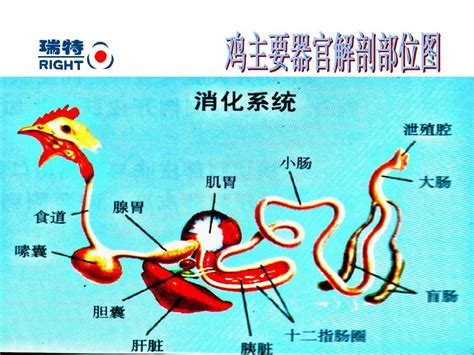 鸡解剖图图片