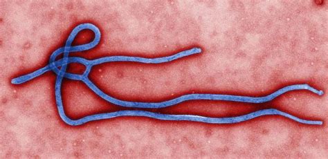 医学院向烨等在《科学》合作发表埃博拉病毒研究论文-清华大学