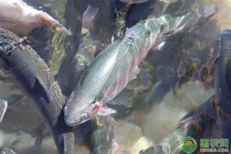 鲐鱼、鲅鱼、挪威青花鱼：如何分辨哪些是网红鲭鱼？__凤凰网