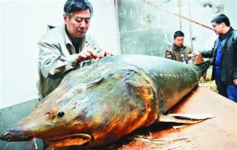 四川两批活鲟鱼成功出口越南 - 封面新闻