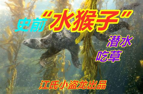 群猴玩高台跳水 场面堪称"动物奥运会"(组图)-新闻中心-中国宁波网