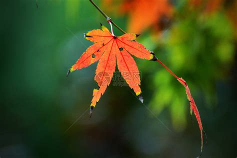 植物秋天红色的枫叶背景图片免费下载 - 觅知网