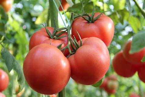 夏季温室大棚番茄管理要点|大棚番茄|番茄|温室_新浪新闻