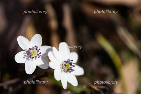 雪割草の花 写真素材 [ 5801567 ] - フォトライブラリー photolibrary