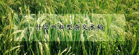 籼粳杂交水稻产量高、米质好，是很有发展潜力的新一代水稻