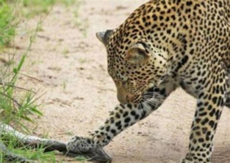 盘点世界豹子的种类 非洲豹上榜,第二是“金钱豹”_排行榜123网
