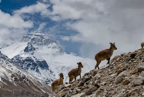 国家公园群建设让西藏更好保护地球“第三极”_国内_新闻频道_云南网