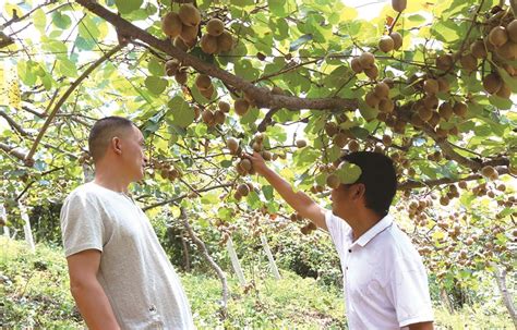 猕猴桃果实二次膨大期需要做好4点-种植技术-中国猕猴桃网