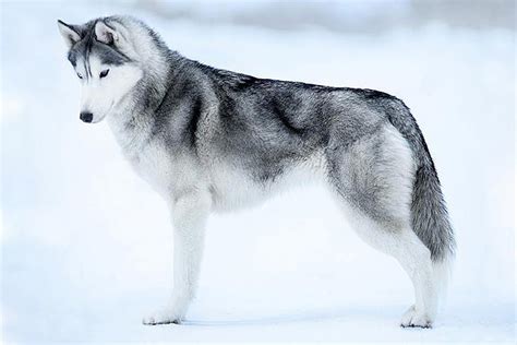 西伯利亚雪橇犬为何又叫“哈士奇”呢? 哈士奇名字的由来