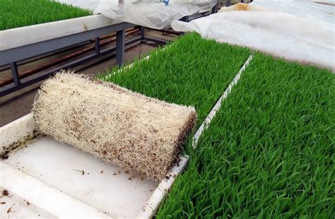 农 委：育秧新发明---水稻无土水卷苗育秧技术在常州市获得成功