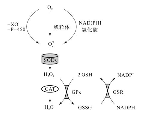 氧自由基的相互作用_超氧化物歧化酶_挂云帆