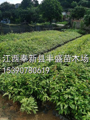 网上卖苗木怎么推广-致富经-中国花木网