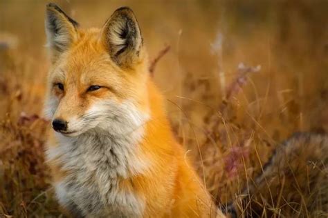 与小狐狸配对的网名,20最火网名带狐狸,关于狐狸的昵称_大山谷图库