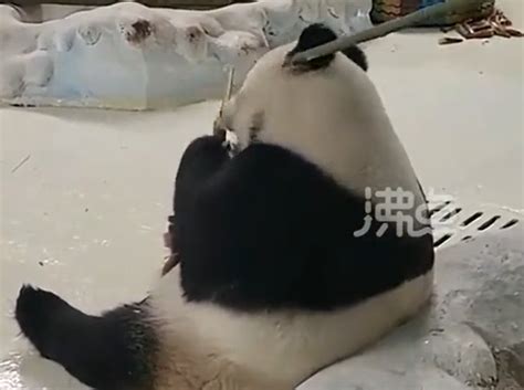 南京一动物园大熊猫被饲养员用竹竿敲打 景区回应：该饲养员已调岗，未被辞退_腾讯视频