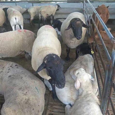今日活羊市场 价格 今日羊价格全国走势纯种夏洛莱羊图片 山东济宁-食品商务网