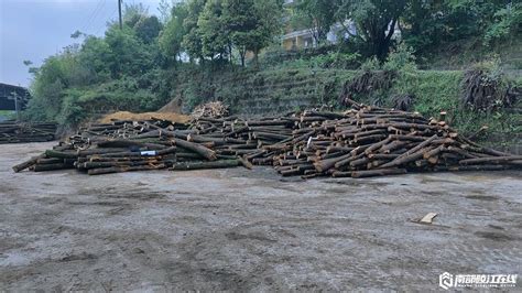 南部县成功破获一起非法收购滥伐林木团伙重大案件-南部陵江在线
