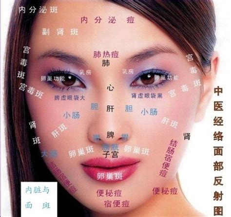 面部反射区图图片