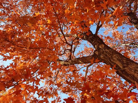 秋天的枫树，原创拍摄|枫树|原创|拍摄_新浪新闻
