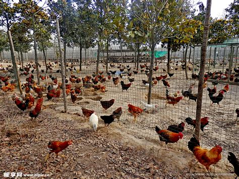 一家养鸡场的商业实践：循环农业+农旅结合（附案例剖析）|养殖业|产业链|田瑞_新浪新闻