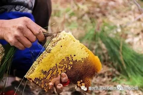 土蜜蜂几月份才能割蜜？ 湖北天马养蜂场
