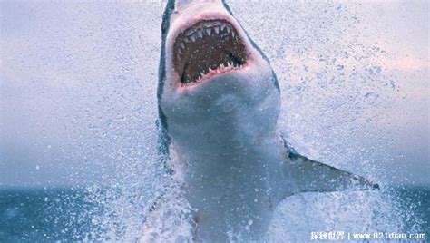 世界十大最恐怖鲨鱼：公牛鲨、达摩鲨全上榜_巴拉排行榜