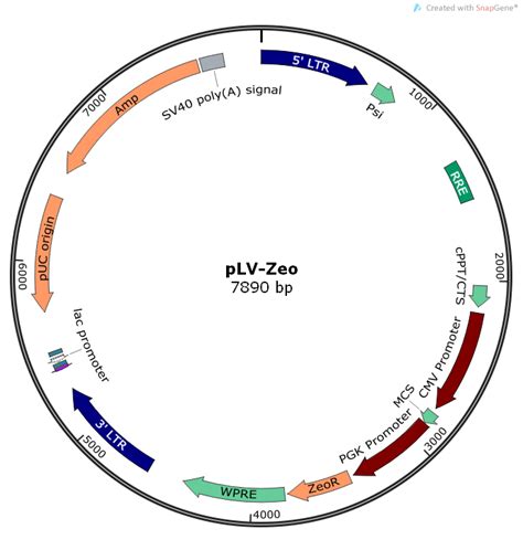 pLV-Zeo CMV启动子基因过表达载体(VL3007)-慢病毒载体-稳定细胞系构建_大肠杆菌基因编辑_慢病毒载体_英茂盛业生物科技有限公司