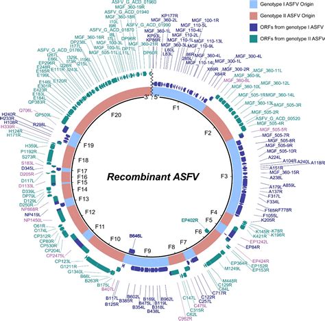 哈兽研首次发现非洲猪瘟不同基因型间自然重组病毒-综合动态-中国农业科学院哈尔滨兽医研究所