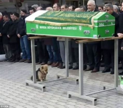 土耳其忠犬不舍已逝主人 每日赴墓前守护 - 神秘的地球 科学|自然|地理|探索