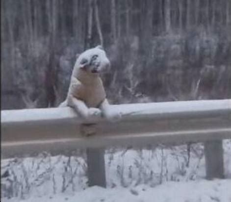 东北的下雪天到底有多冷，路边的狗狗站着都被冻死了！