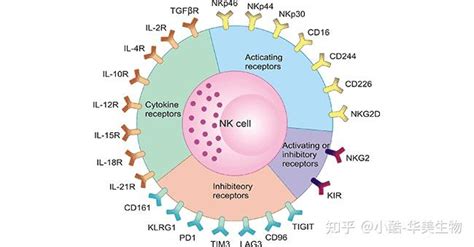 肿瘤免疫治疗的下一个"顶流"之NK细胞的介绍与相关免疫治疗的研究_生物器材网